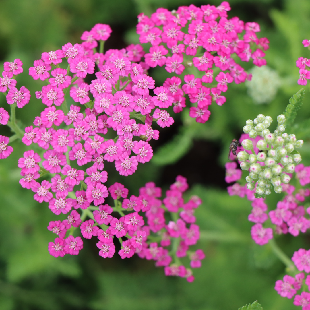 Achillea millefolium 'Pink Grapefruit'