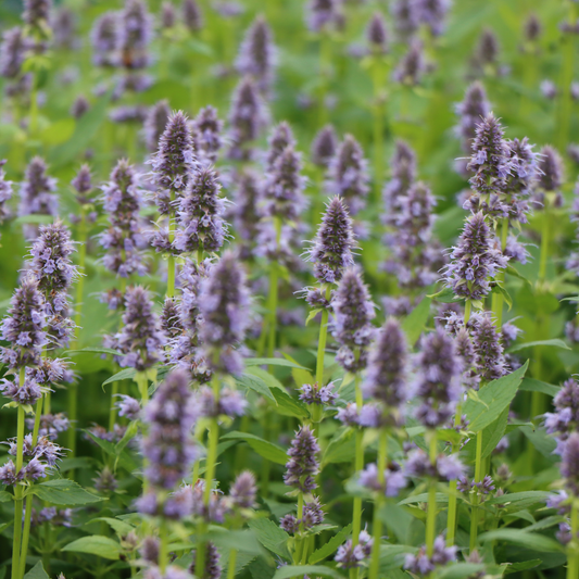 Agastache rugosa 'Blue Fortune'