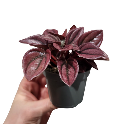 Peperomia Caperata Cayenne