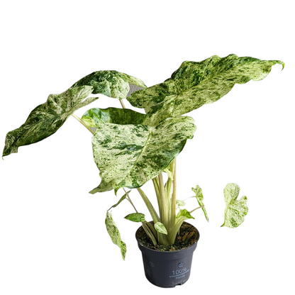 Alocasia Macrorrhiza Splash