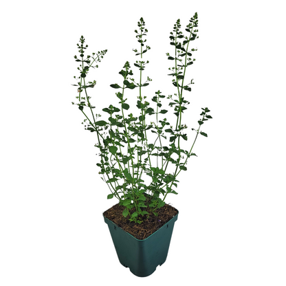 Calamintha nepeta 'Triumphator'