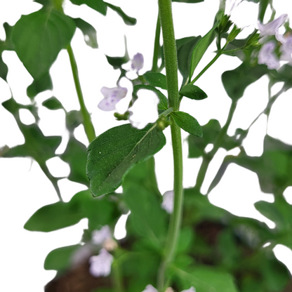 Calamintha nepeta 'Triumphator'