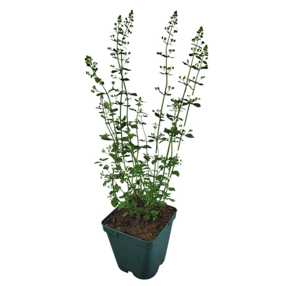 Calamintha nepeta 'Triumphator'