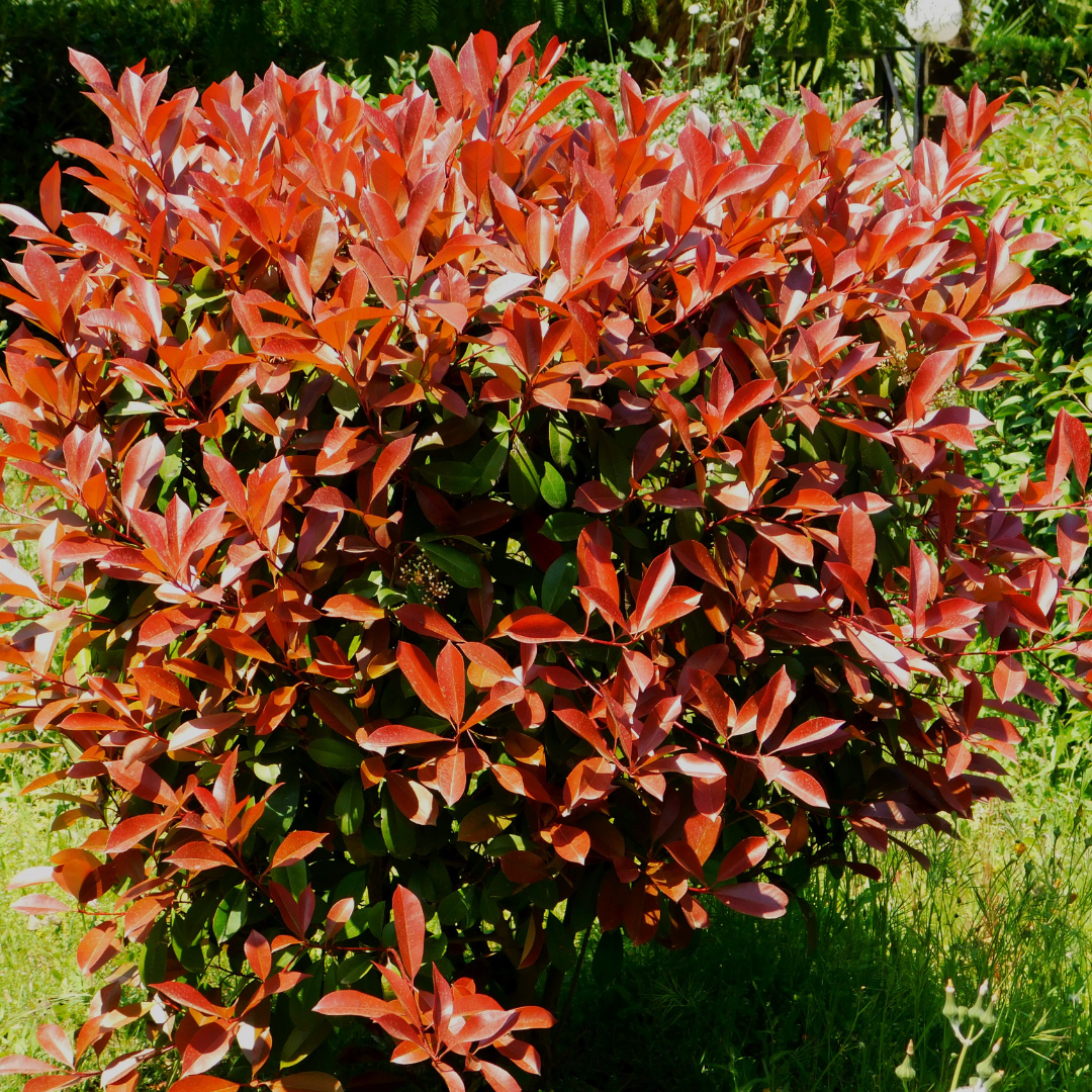 Zwergglanzmispel Little Red Robin