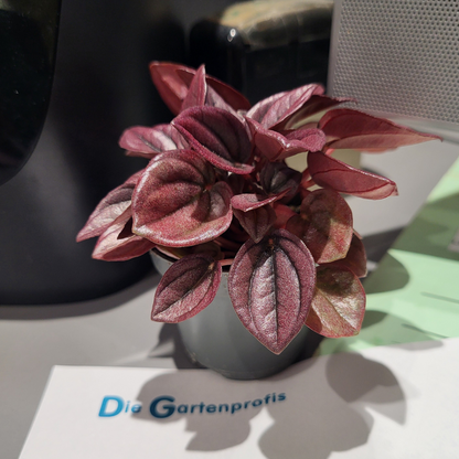 Peperomia Caperata Cayenne