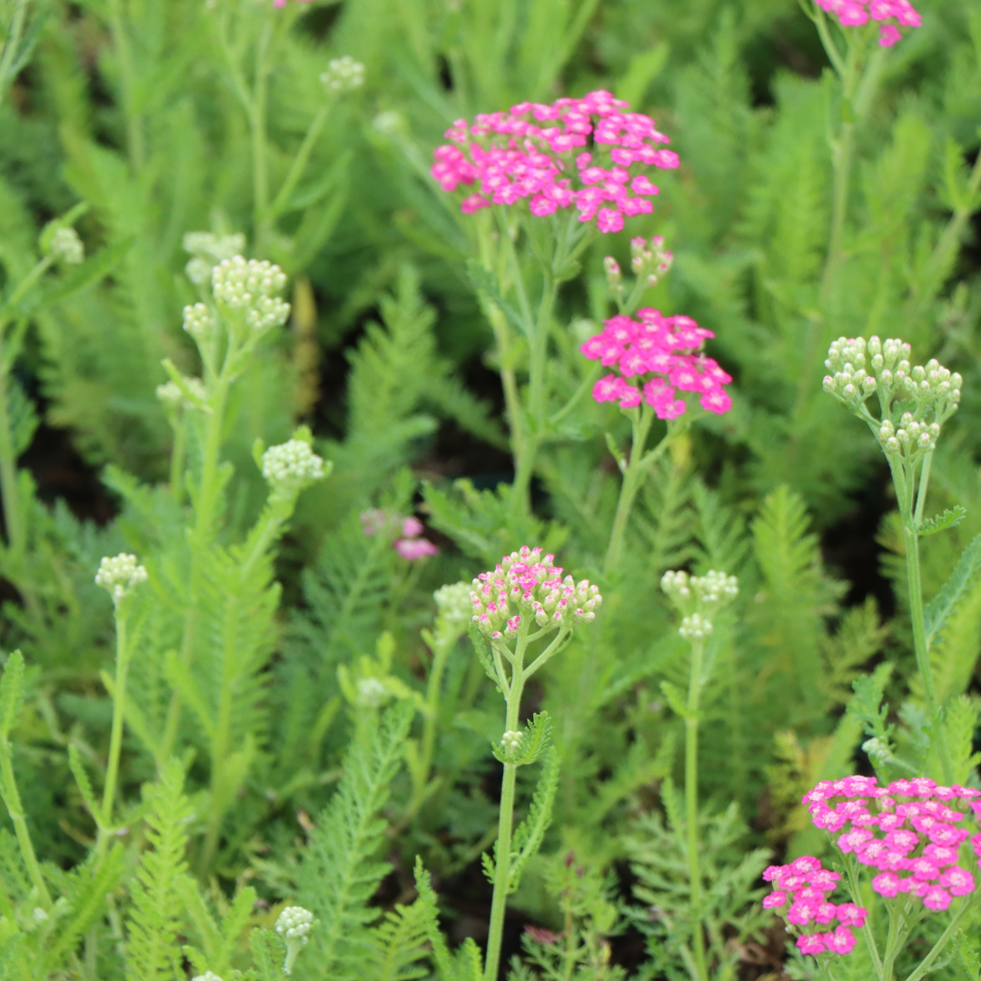 Achillea millefolium 'Pink Grapefruit'