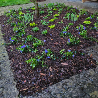 Bark mulch / bark chips loose