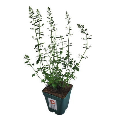 Calamintha nepeta 'Triumphator'