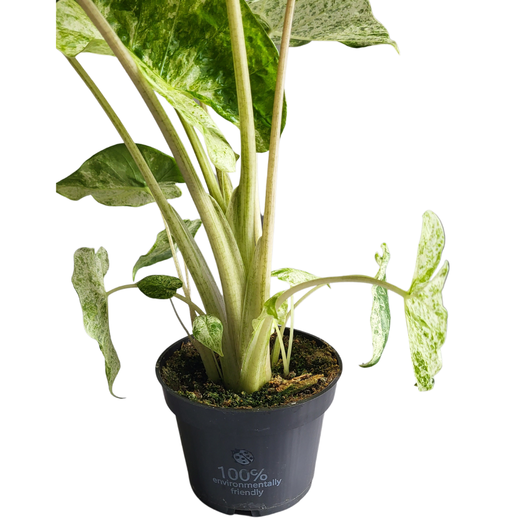 Alocasia Macrorrhiza Splash