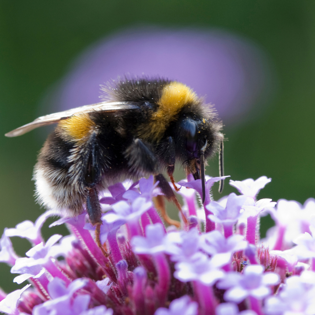 Verbena bonariensis