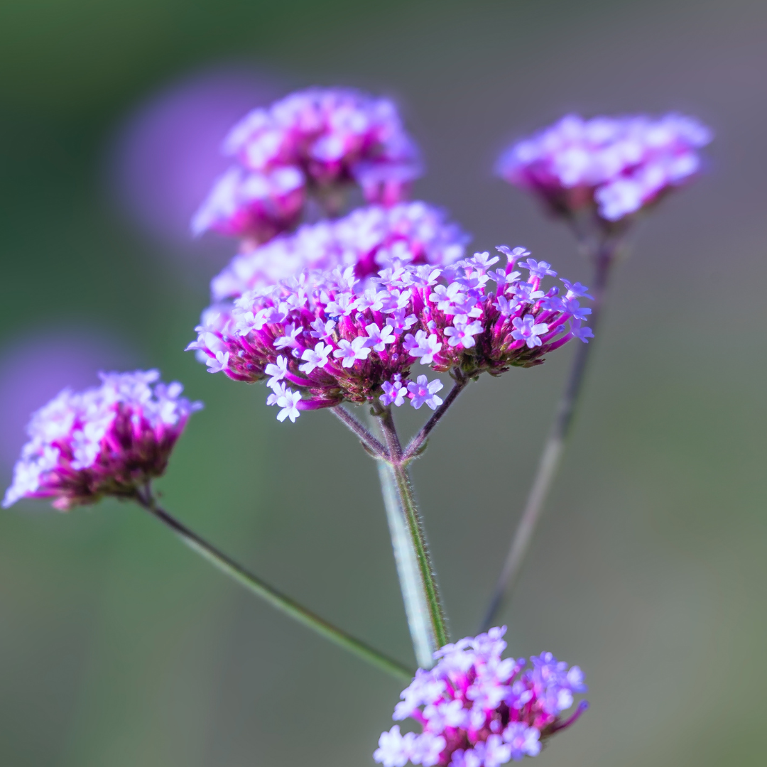 Verveine bonariensis Sucette
