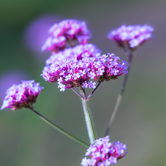 Verbena bonariensis Lollipop