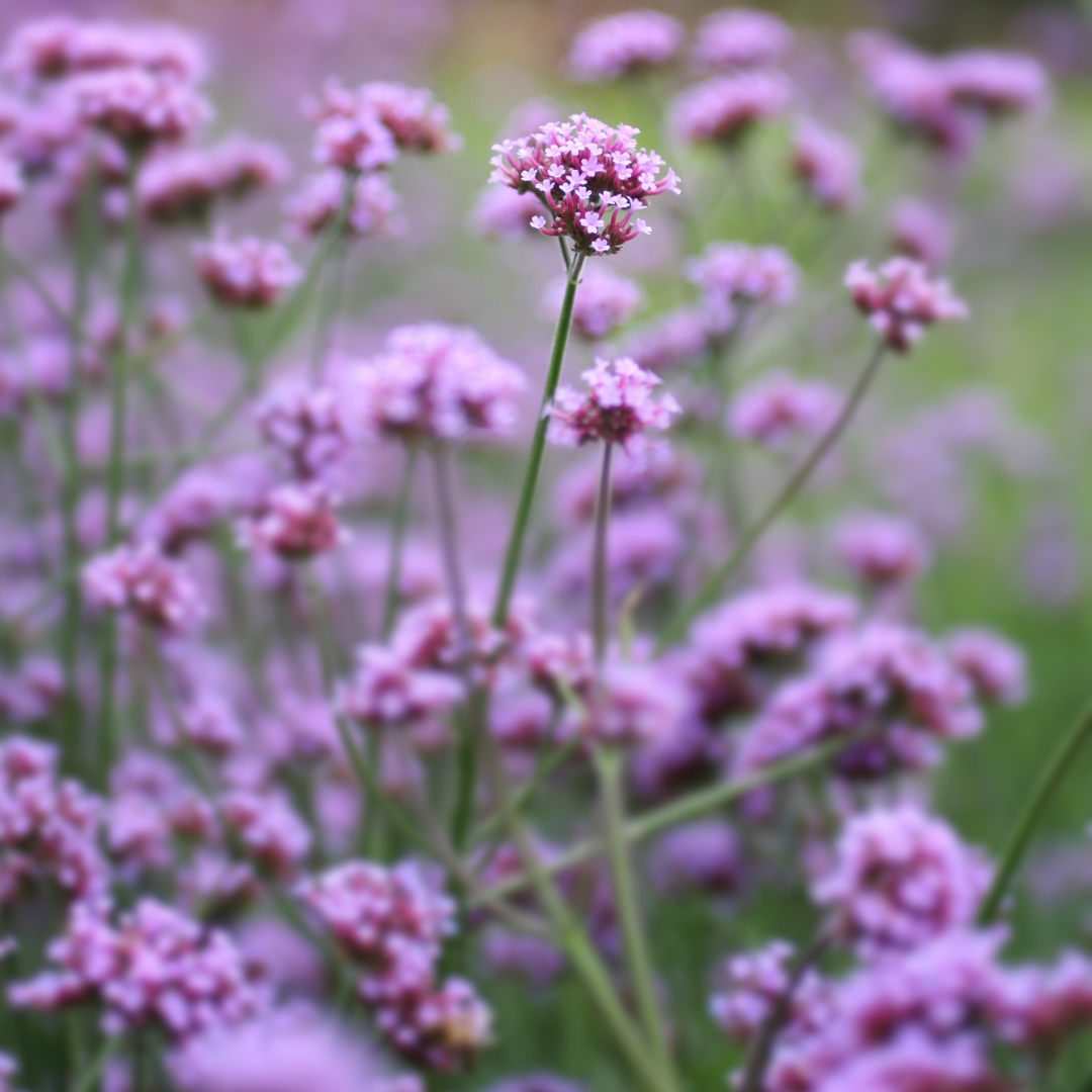 Verveine bonariensis Sucette