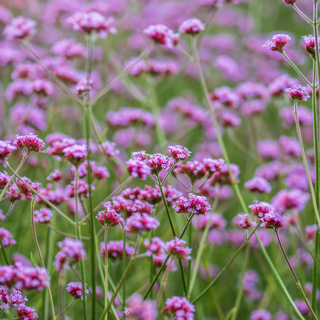 Verveine bonariensis Sucette