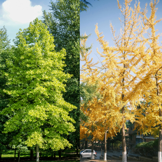 Ginkgo biloba baby plant