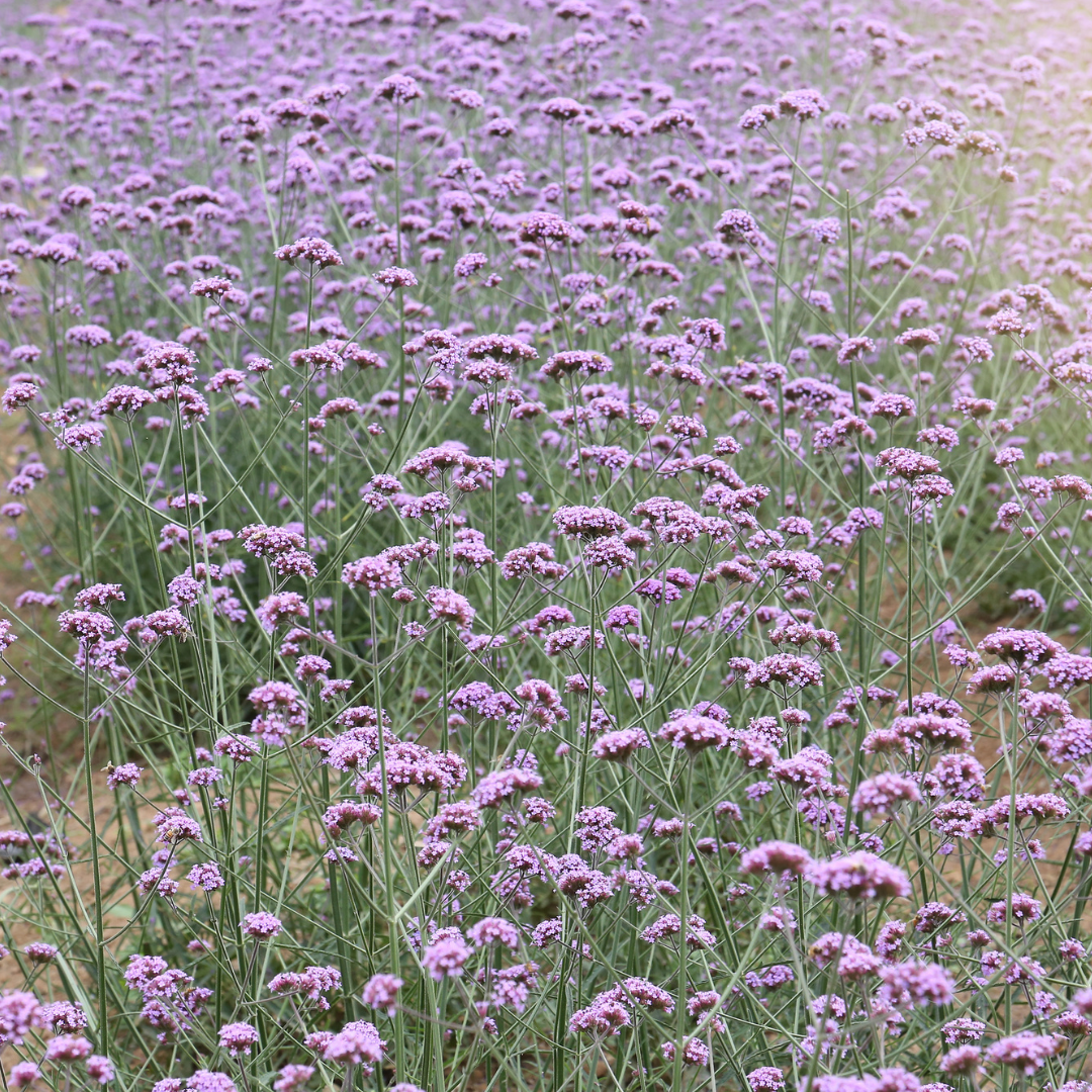 Verveine bonariensis Sucette