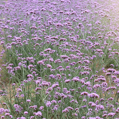 Verveine bonariensis Sucette