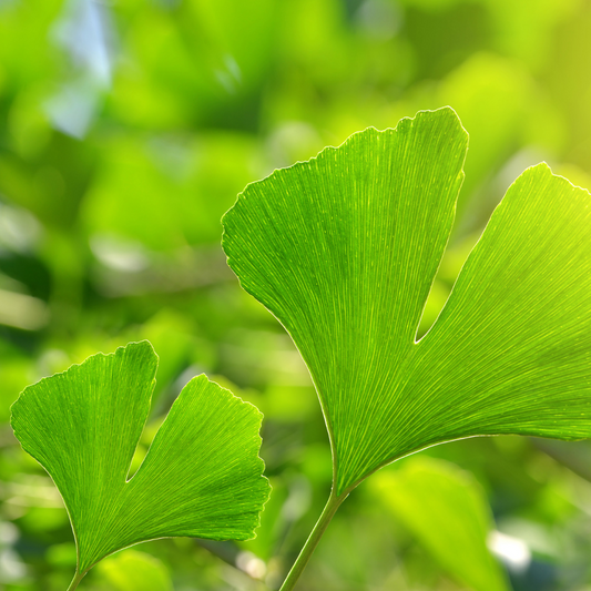 Ginkgo biloba baby plant