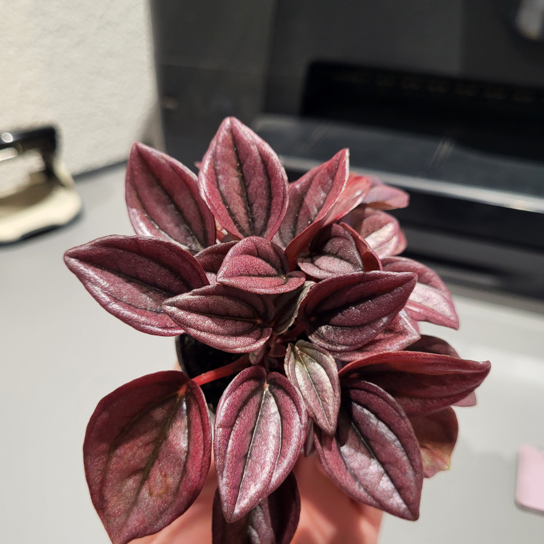 Peperomia Caperata Cayenne