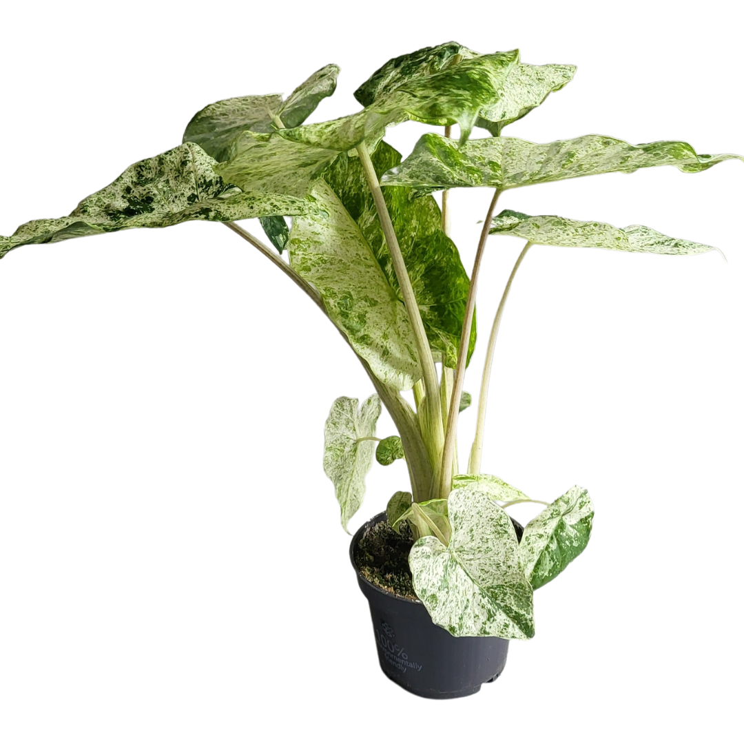 Alocasia Macrorrhiza Splash
