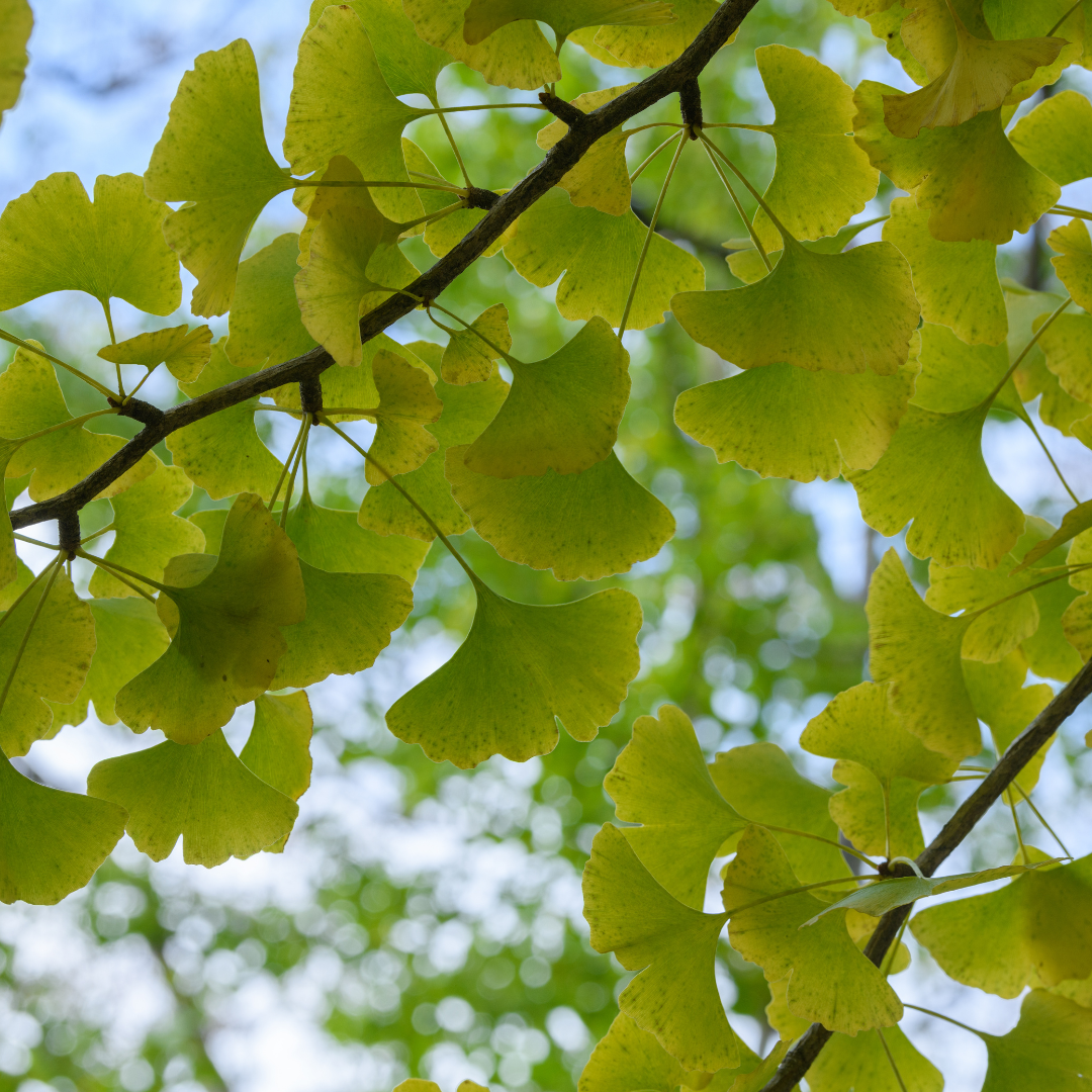 Mädchenhaarbaum