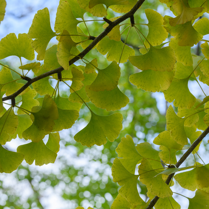 Mädchenhaarbaum