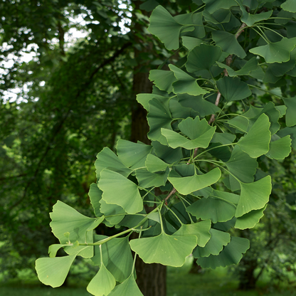 Mädchenhaarbaum