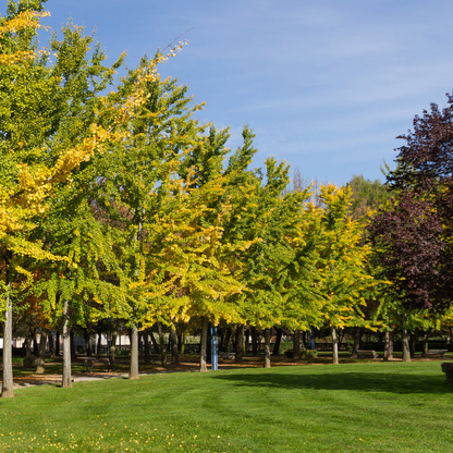 Mädchenhaarbaum