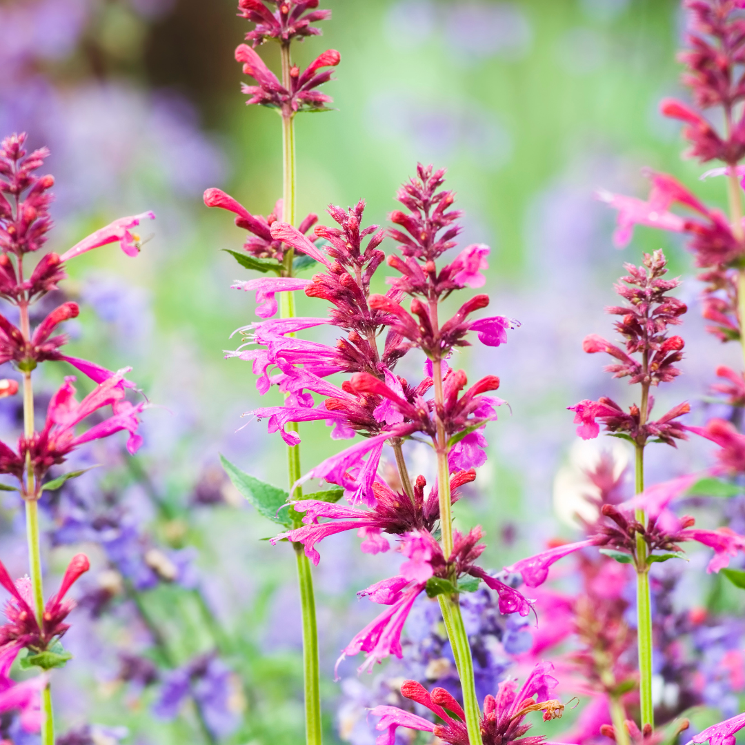 Agastache x cult. 'Danish Delight'