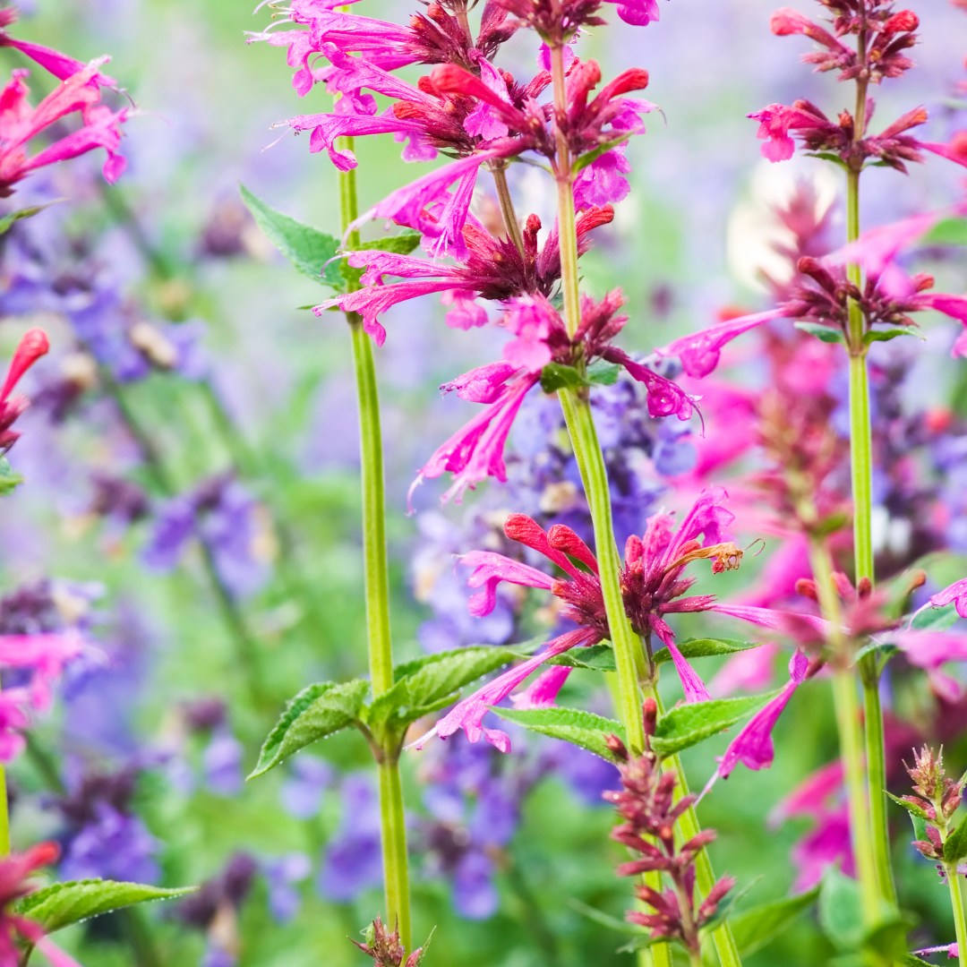 Agastache x cult. 'Danish Delight'