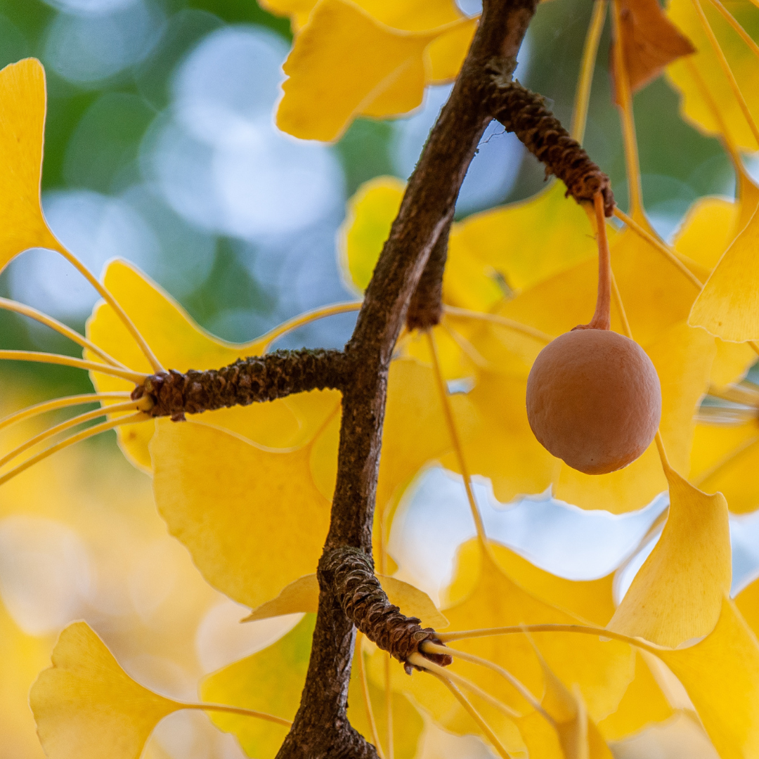 Mädchenhaarbaum
