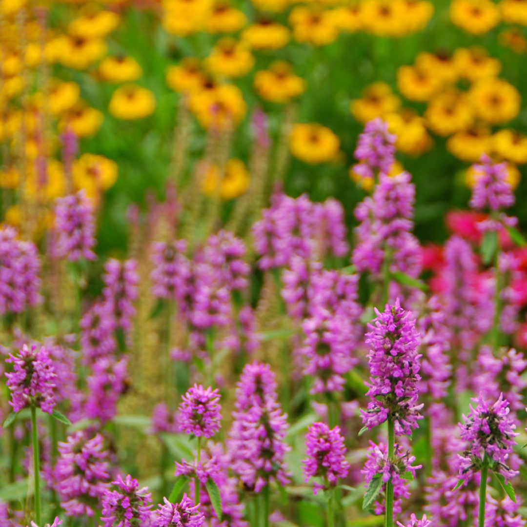 Agastache x cult. 'Danish Delight'