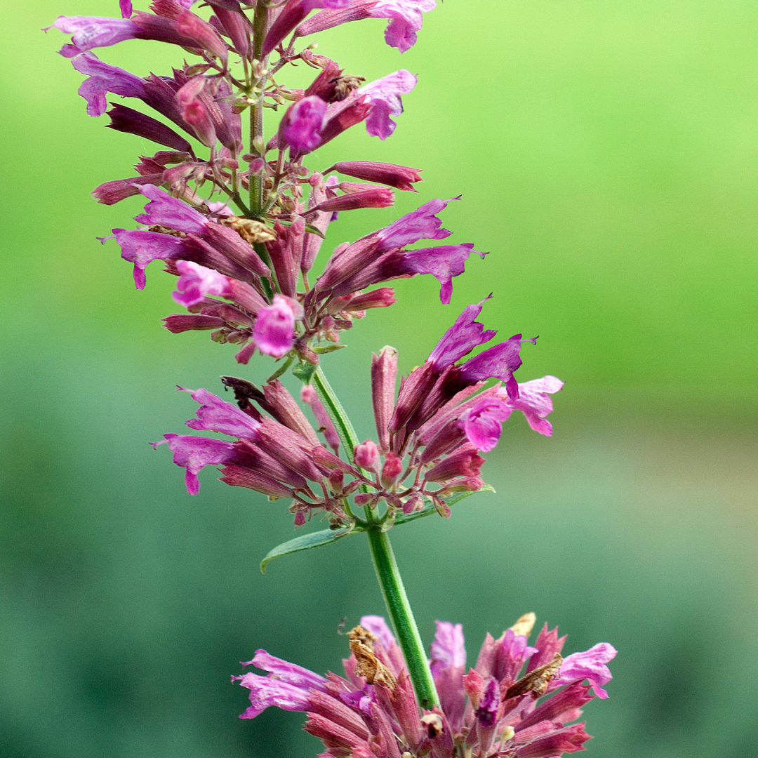 Agastache x cult. 'Danish Delight'