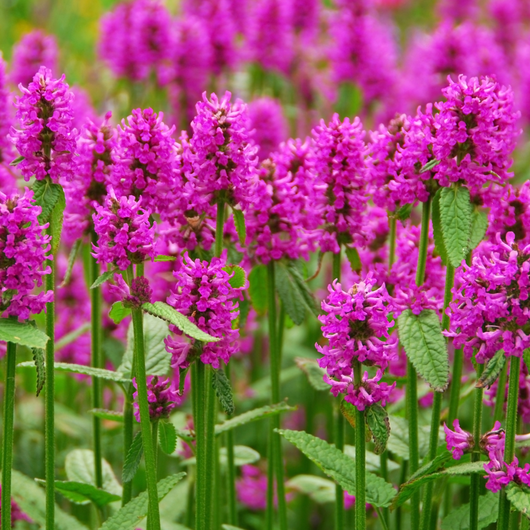 Agastache x cult. 'Danish Delight'