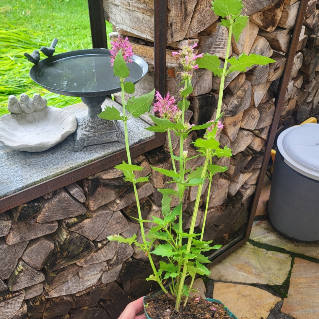 Agastache x cult. 'Danish Delight'