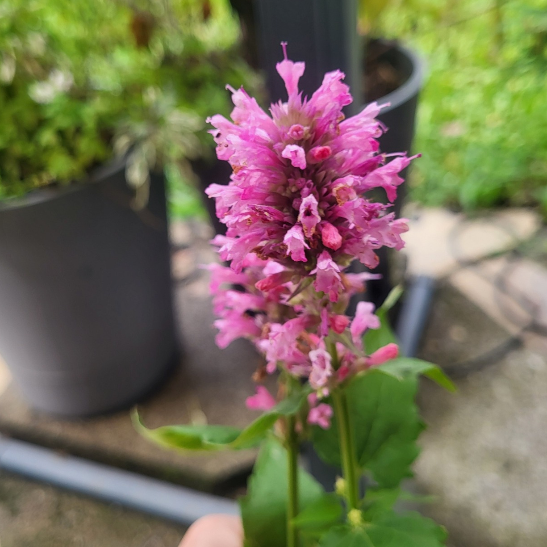 Agastache x cult. 'Danish Delight'