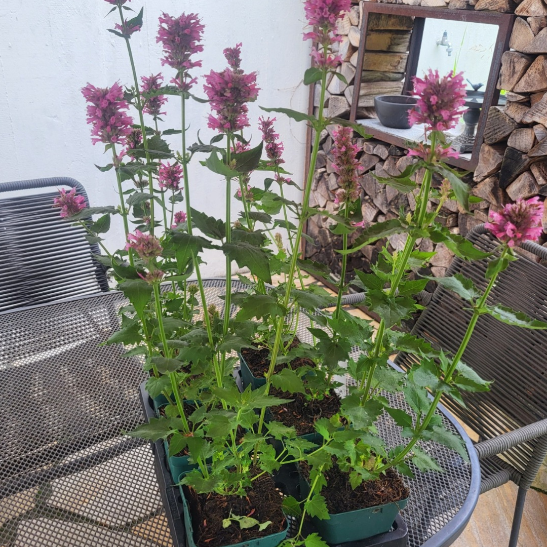 Agastache x cult. 'Danish Delight'