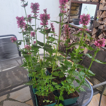 Agastache x cult. 'Danish Delight'