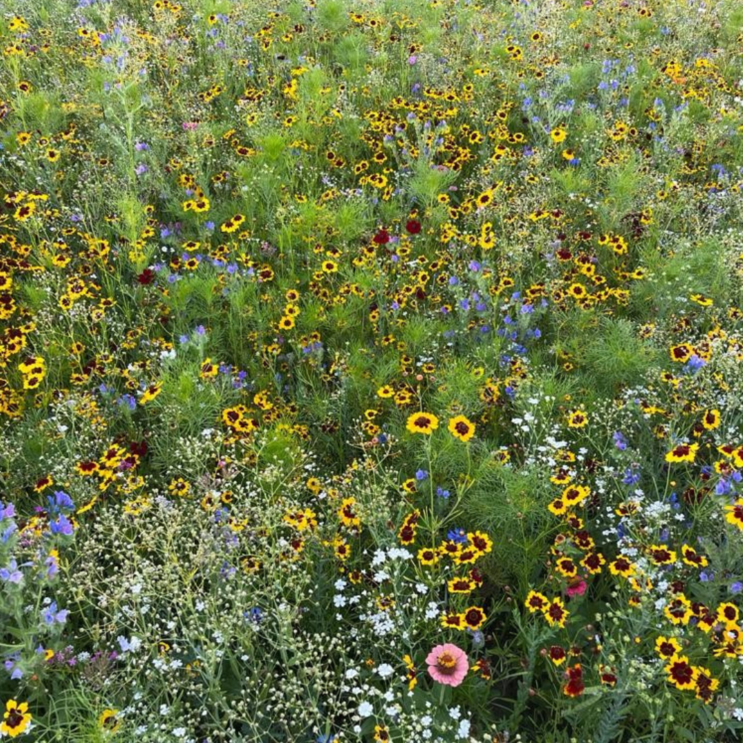 Oasis fleurie de graines de prairie
