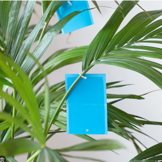 Blue traps 10 pieces (Thrips)