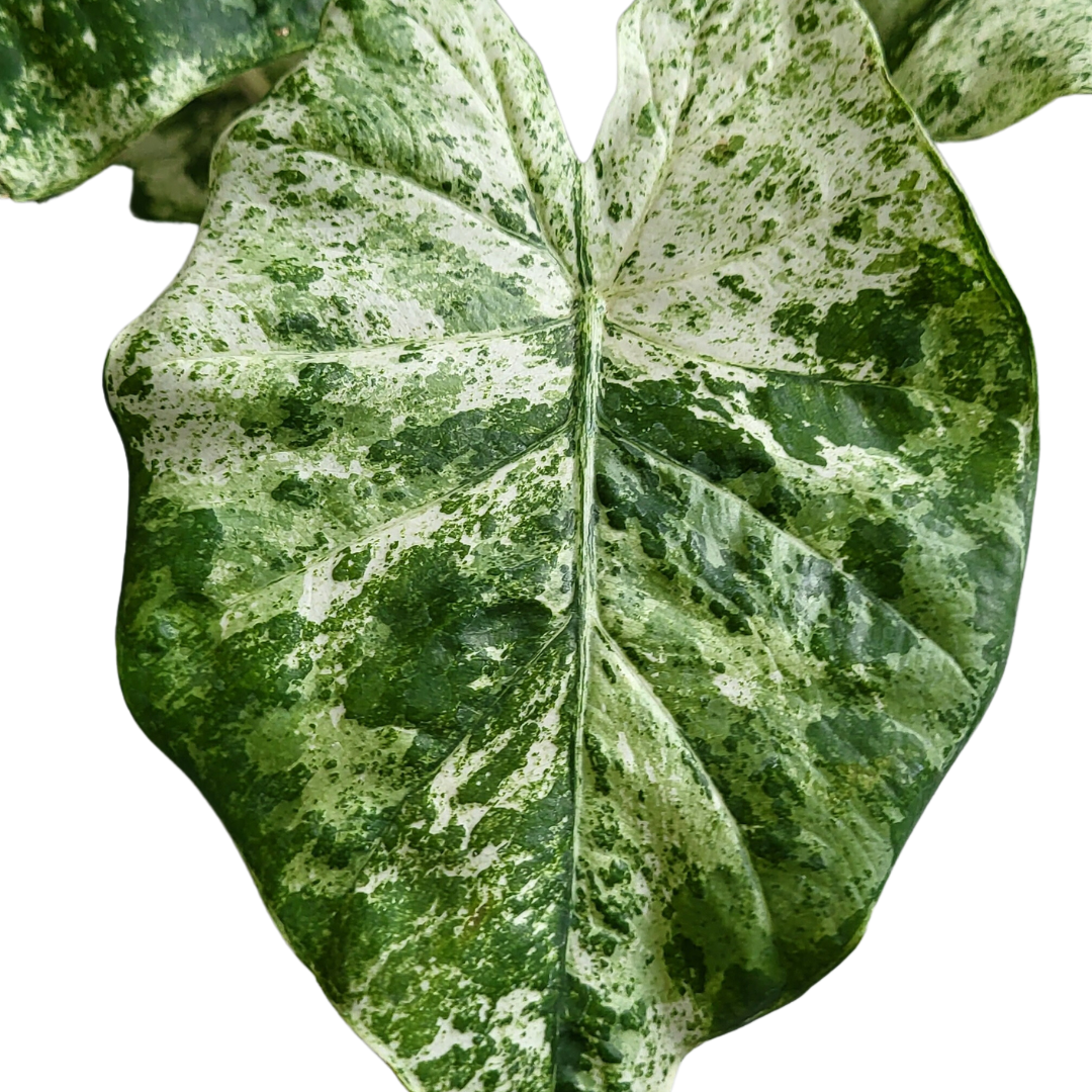 Alocasia Macrorrhiza Splash