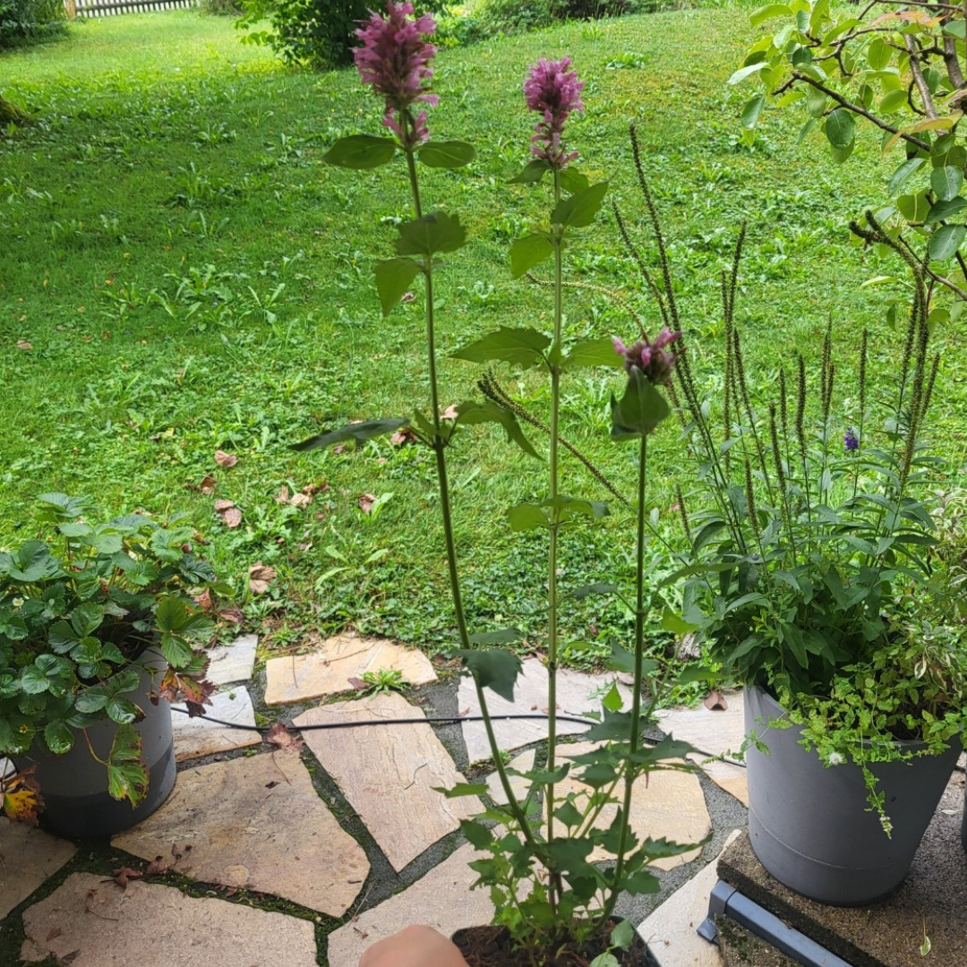 Agastache x cult. 'Danish Delight'