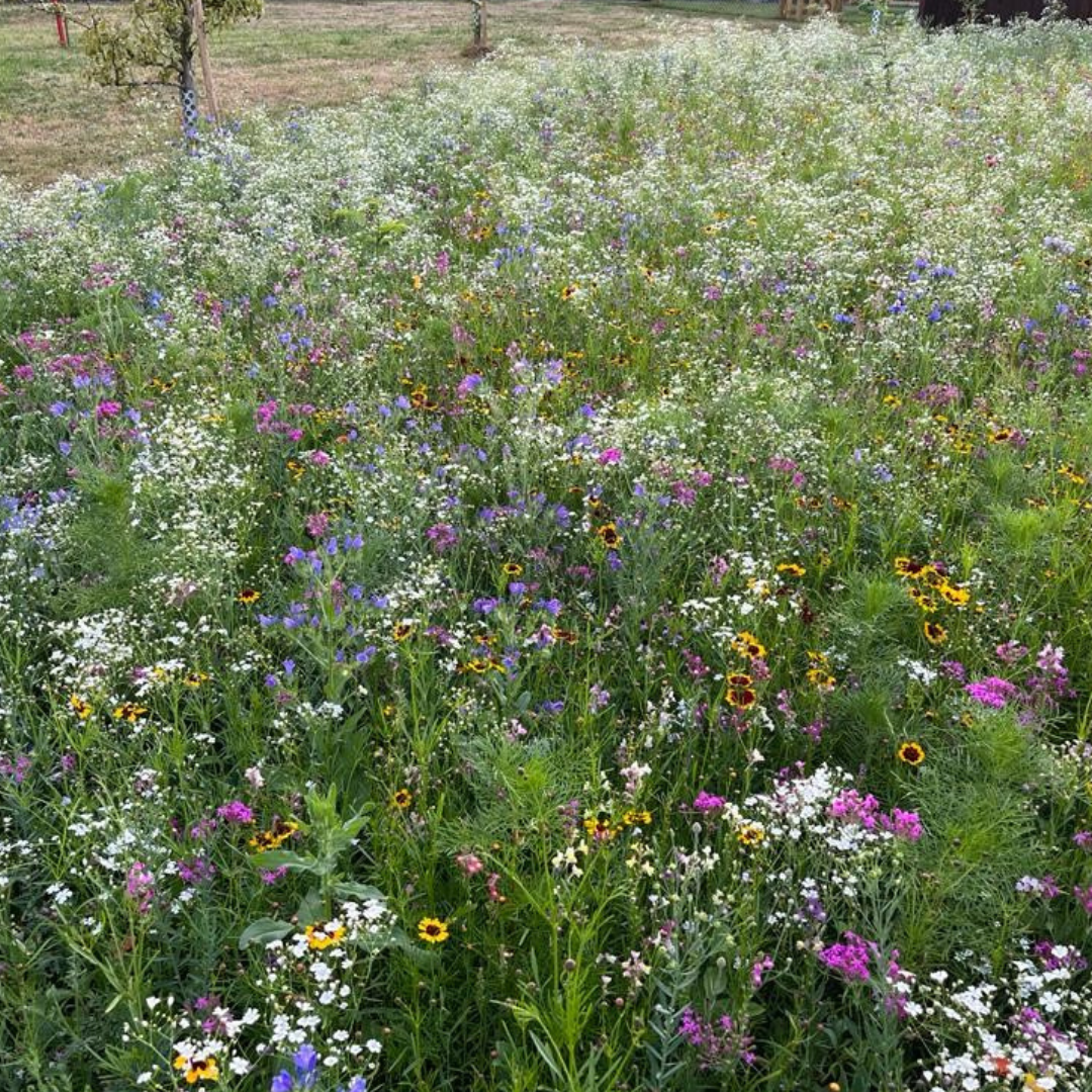 Oasis fleurie de graines de prairie