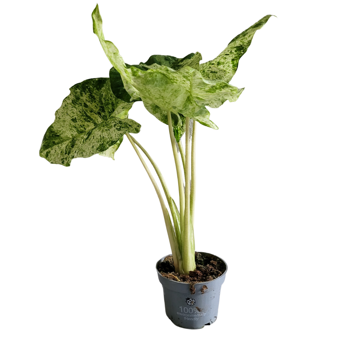 Alocasia Macrorrhiza Splash