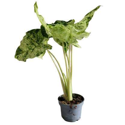 Alocasia Macrorrhiza Splash