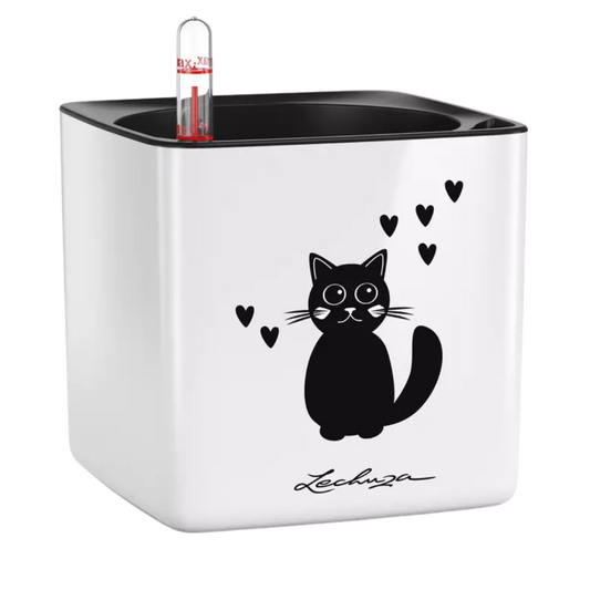 Cube Glossy Cat