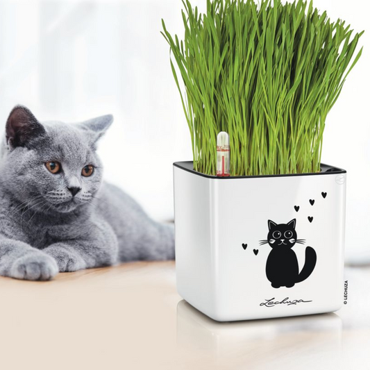 Cube Glossy Cat