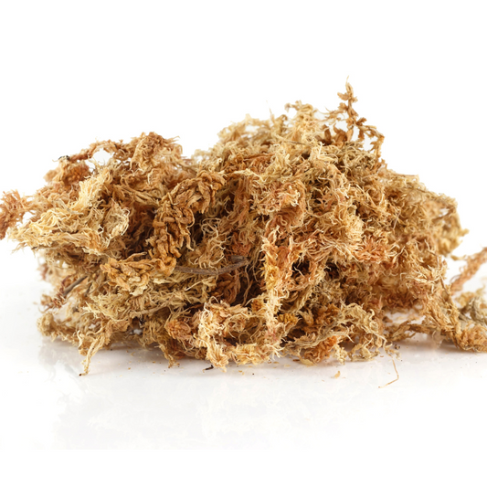 Sphagnum moss living / Sphagnum moss fresh