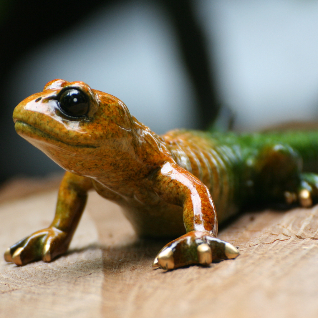salamander