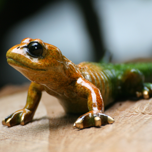 salamander